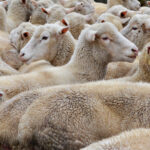 Herd of sheep huddles in a pen. Wellington, New Zealand.